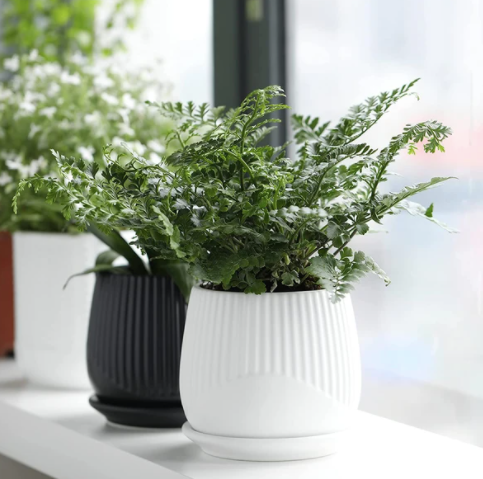 4.5 Inch Matte White Ceramic Plant Pot