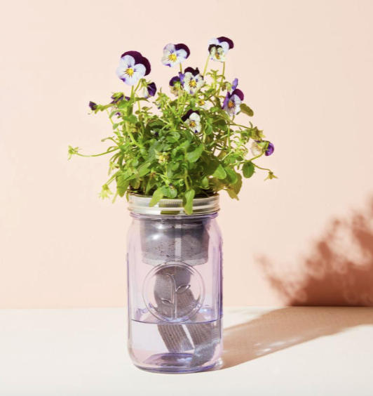 GARDEN JAR - PANSY