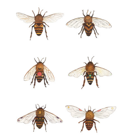 Art Print: Botanical: The Bees