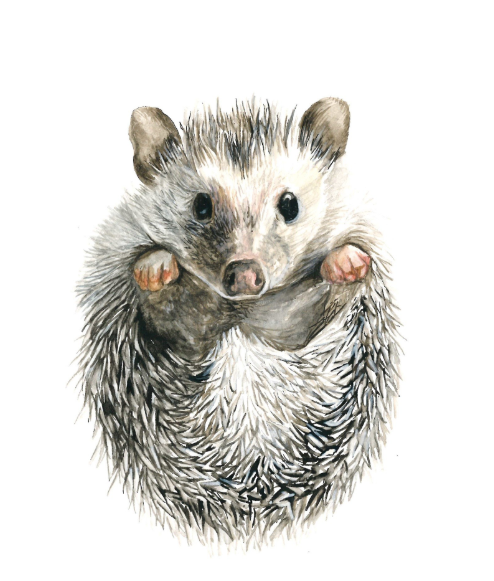Hedgehog 5x7 Art Print