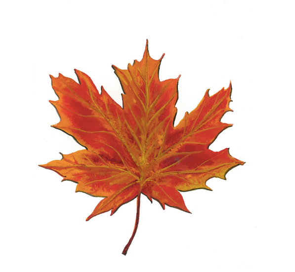 Maple Leaf 5x7 Art Print