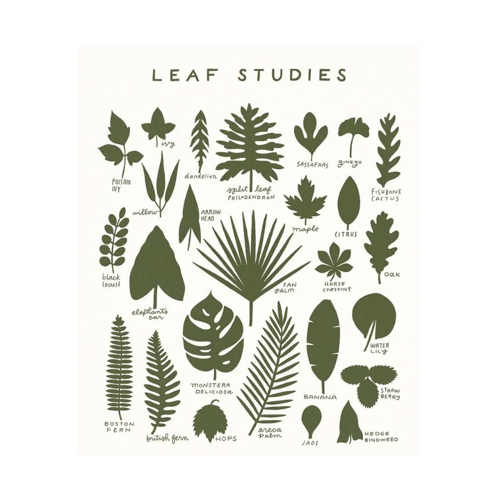 Leaf Studies 16 x 20 Print