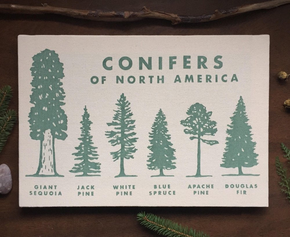 Conifers Canvas