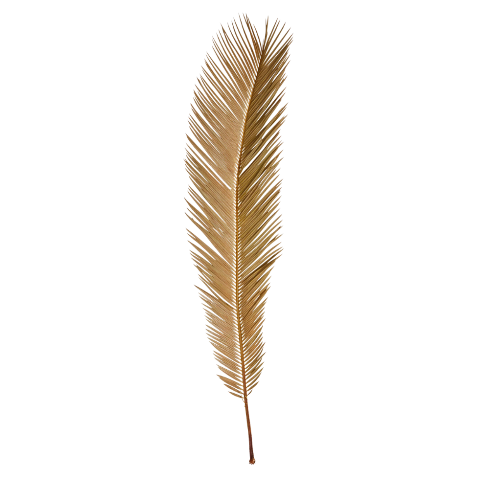 Dried Natural Cut Palm Leaf