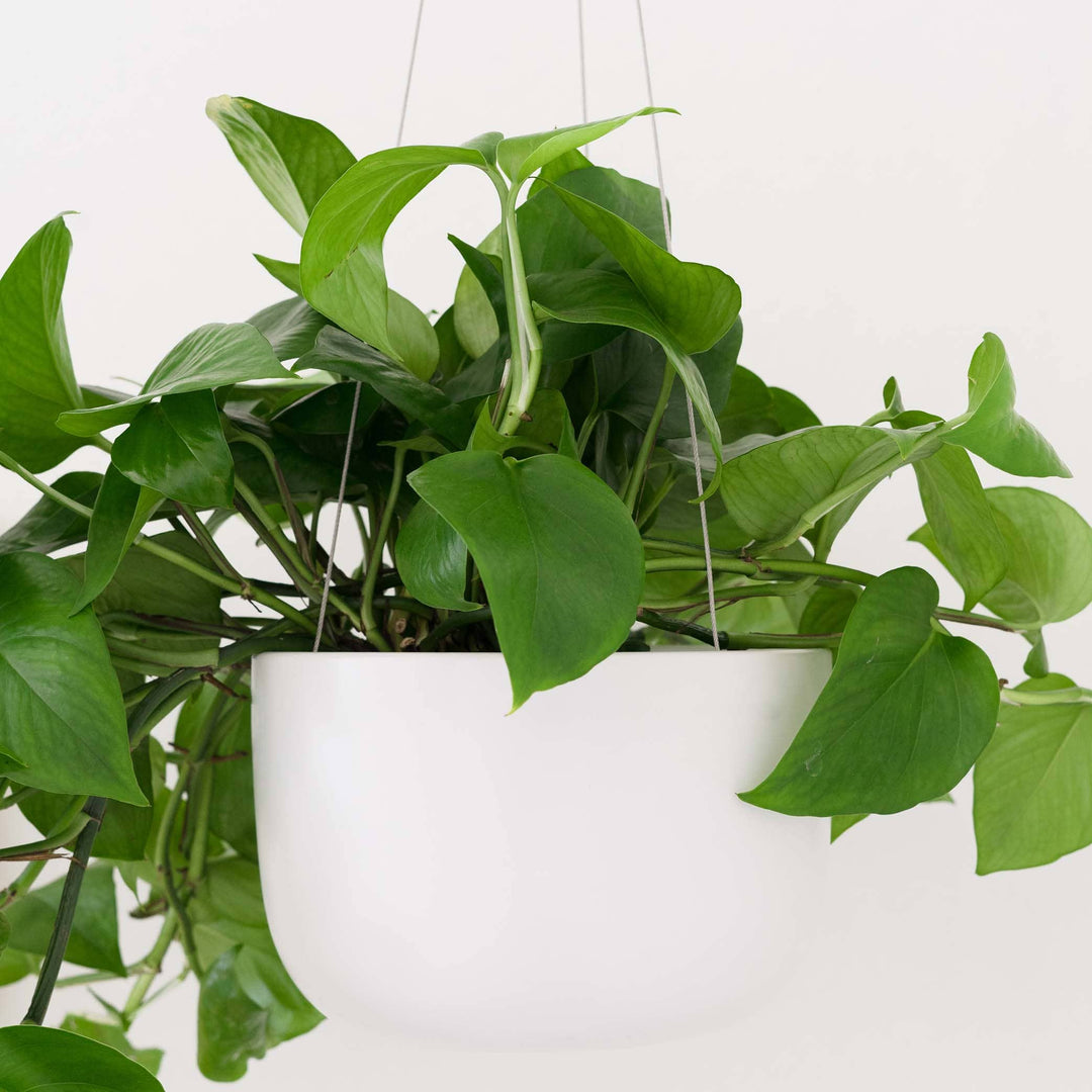 White Hanging Ceramic Planter