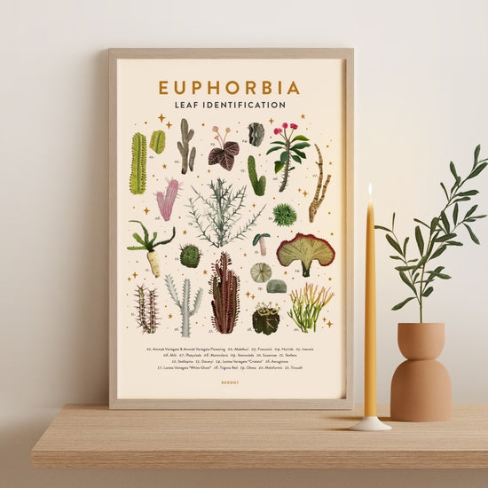 Euphorbia Plant Poster