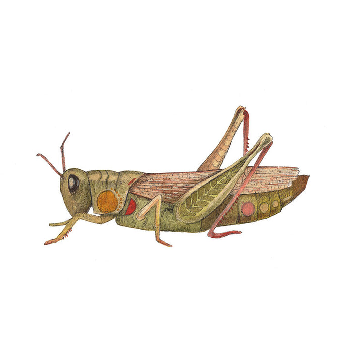 Bug Collection: Grasshopper - Art Print