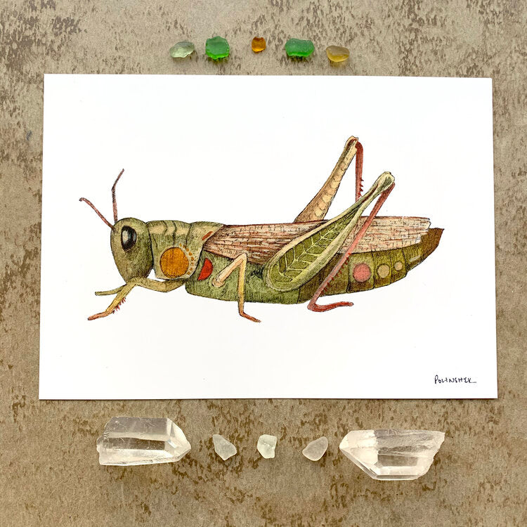 Bug Collection: Grasshopper - Art Print