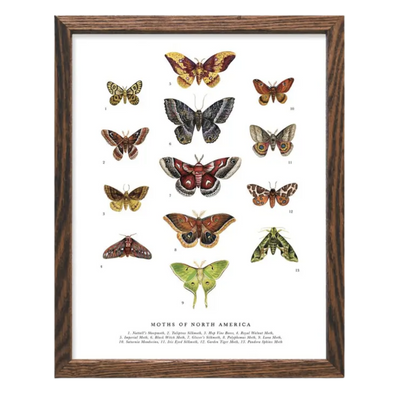 Moths of North America Art Print