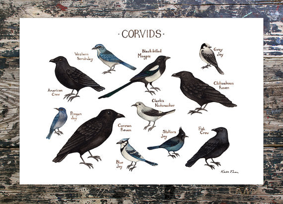 Corvids of North America 13x19 Print