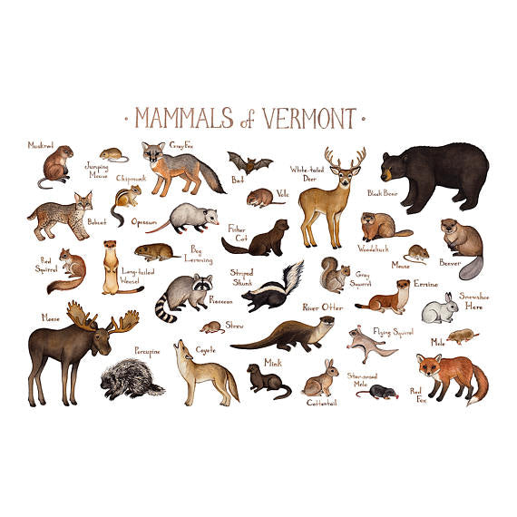 Mammals of Vermont 13x19 Print
