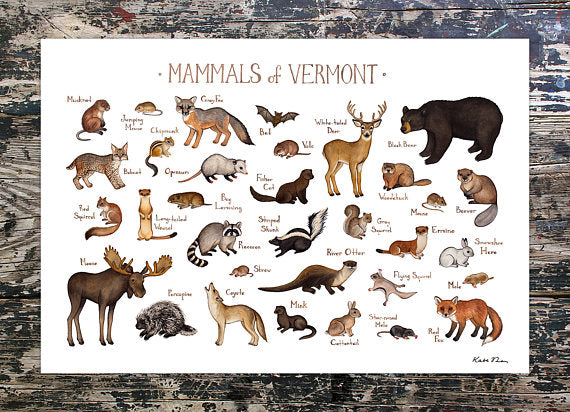 Mammals of Vermont 13x19 Print