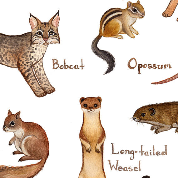 Mammals of Vermont 13x19 Print