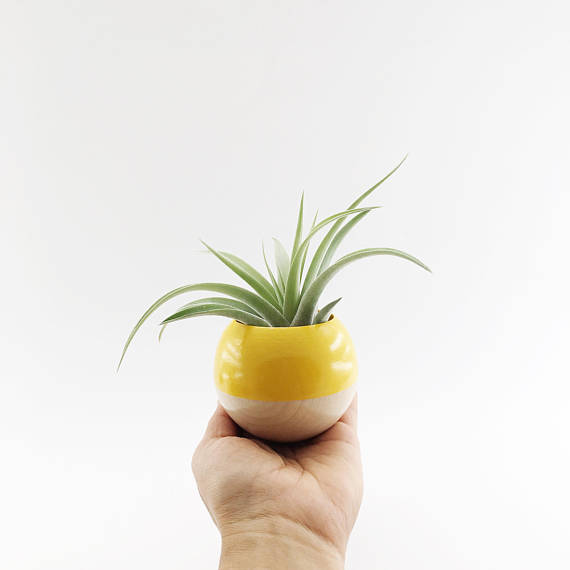 Mini Sphere Planter- Yellow + Wood