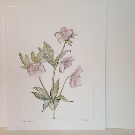 Hellebore Print