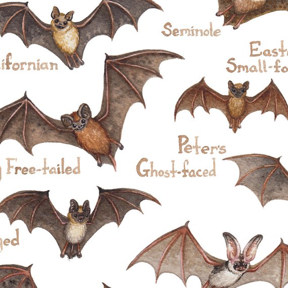 Bats of the World 13x19 Print Golden Hour Gift Co