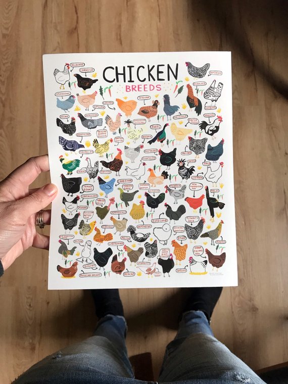 11x14  Chicken Breeds Print