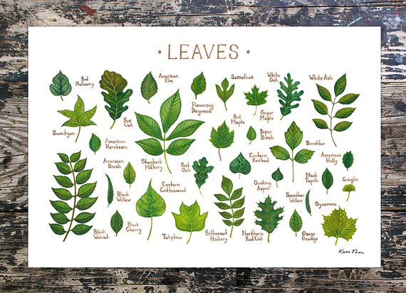 Leaves of North America 13x19 Print