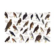 Raptors, Hawks, and Falcons Print