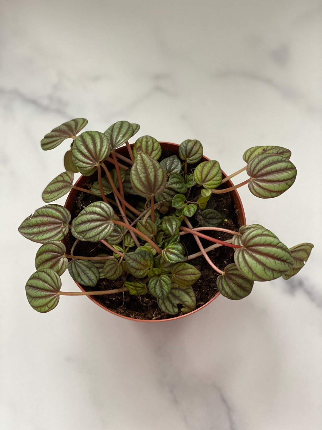 Piccolo Banda Peperomia