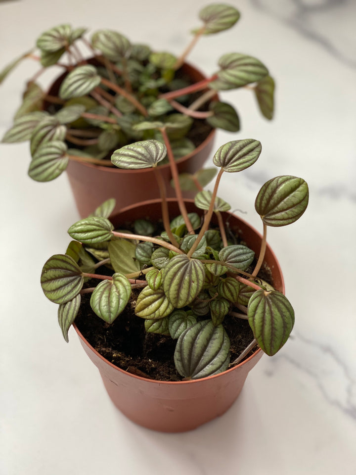 Piccolo Banda Peperomia