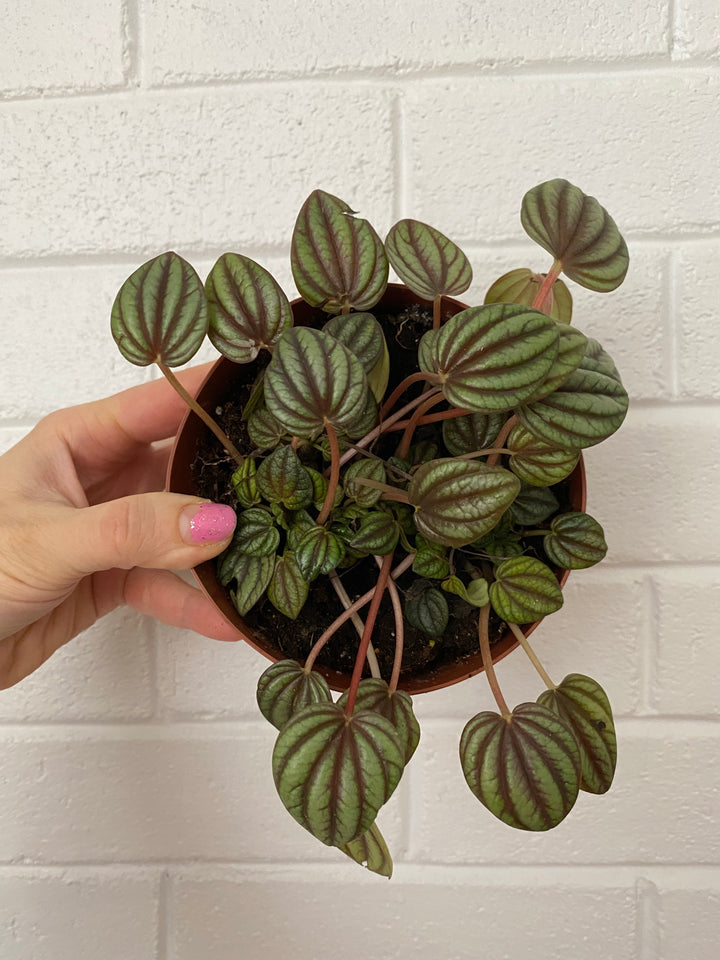 Piccolo Banda Peperomia