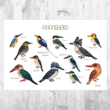 Kingfishers 13x19 Print