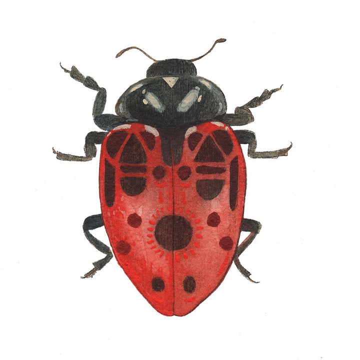 Bug Collection: Ladybug - Art Print