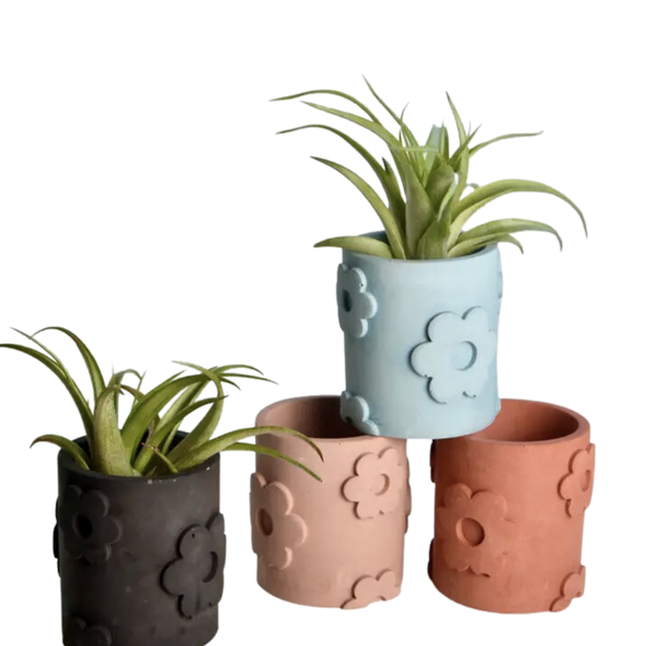 Solid Color Daisy petal Airplant / Matchstick Holder