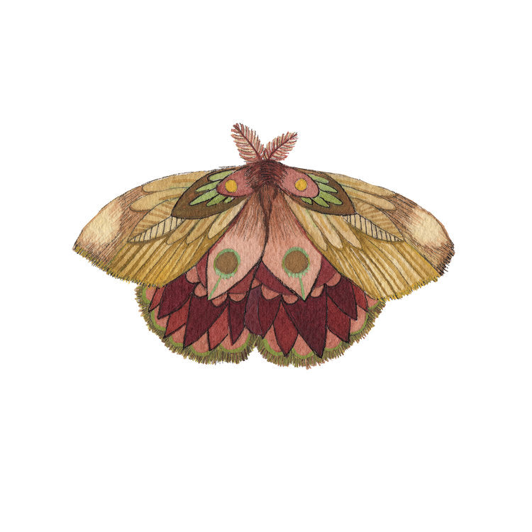 Collector: Moth 11 - Art Print