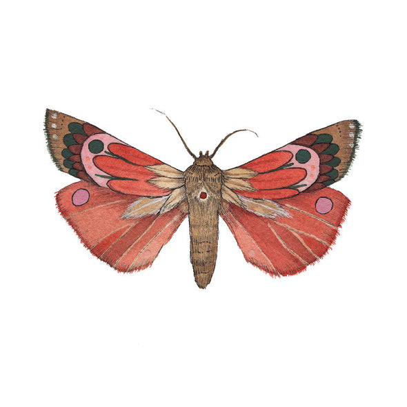 Collector: Moth 1 - Art Print