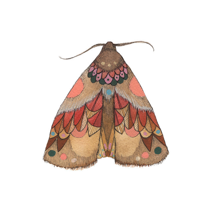 Collector: Moth 2 - Art Print