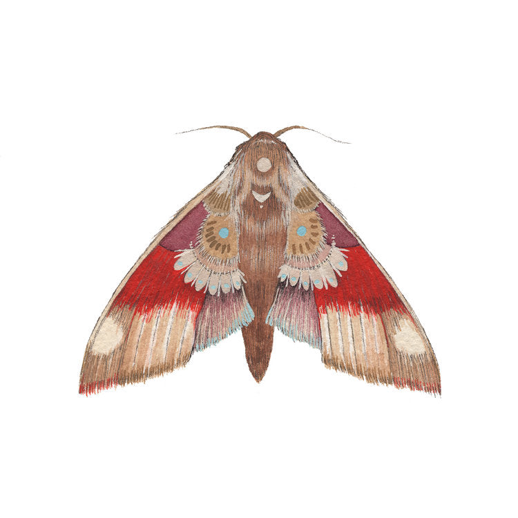 Collector: Moth 5 - Art Print