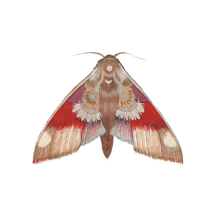 Collector: Moth 5 - Art Print