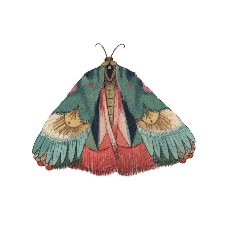 Collector: Moth 7 - Art Print