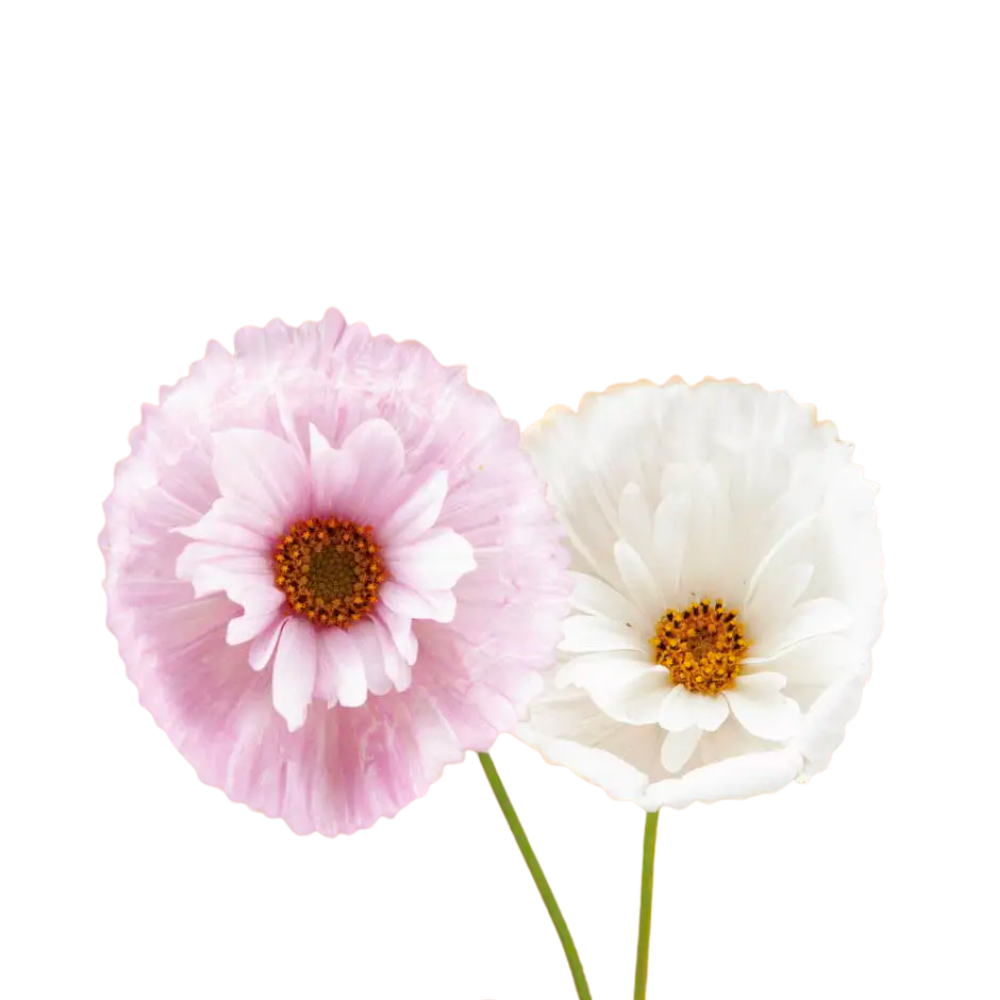 Cupcakes and Saucers Cosmos Seeds