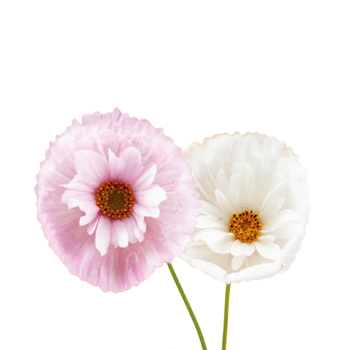 Cupcakes and Saucers Cosmos Seeds