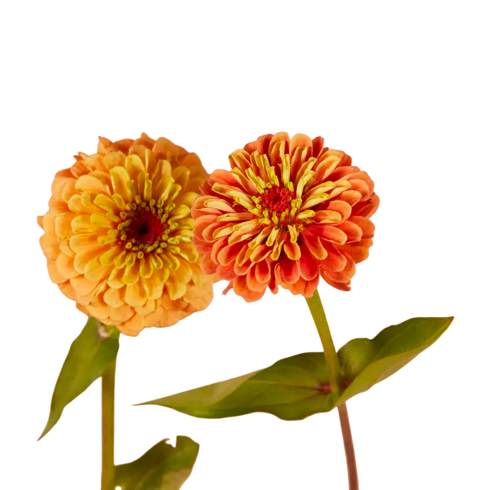 Queen Lime Orange Zinnia Seeds