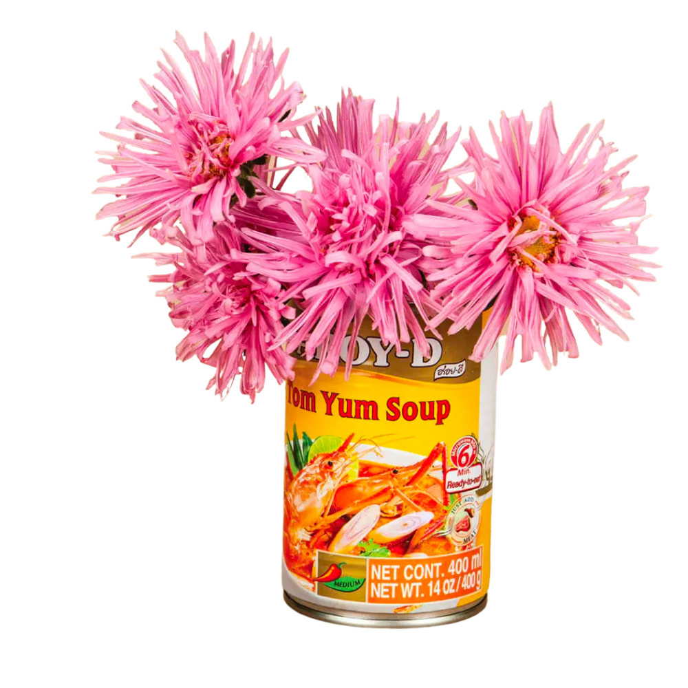Valkyrie Pink Aster Seeds