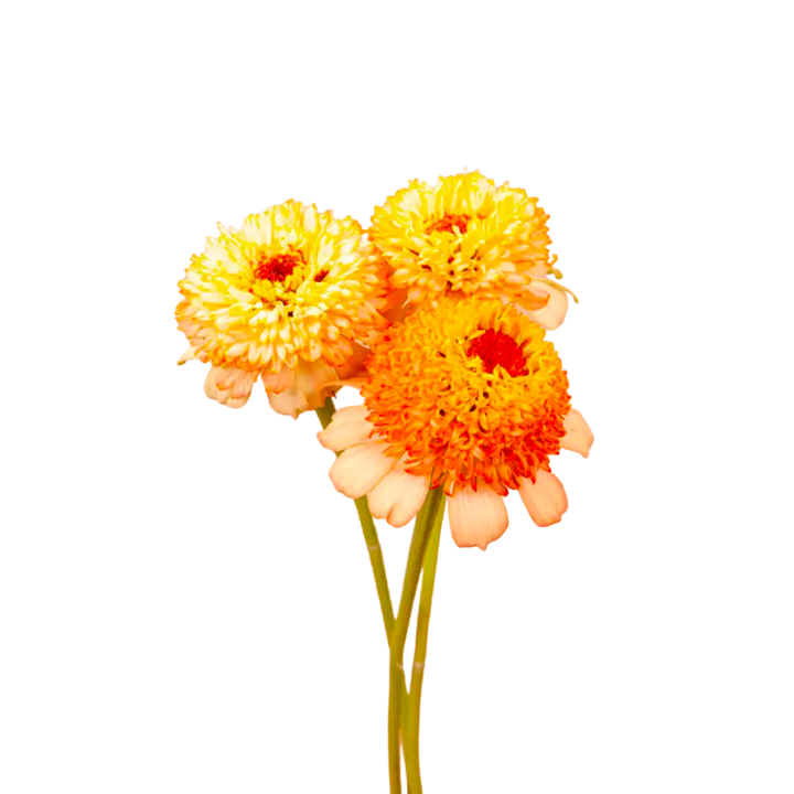 Zinderella Peach Zinnia Seeds
